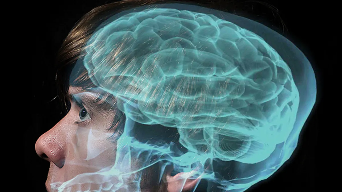 How the Brain Responds to High-Risk Situations ─ What Drives Us to Take ...